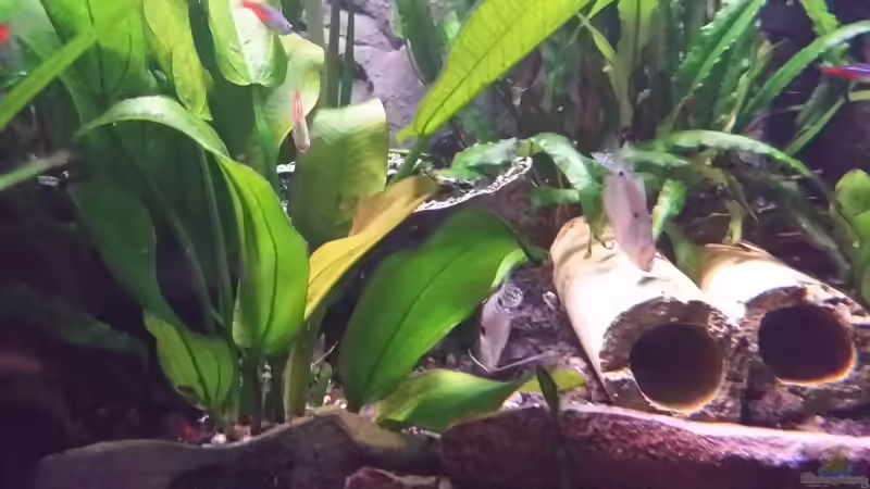 Besatz im Aquarium Fluval Venezia 350 Eckaquarium von Steffen und Felix (111)