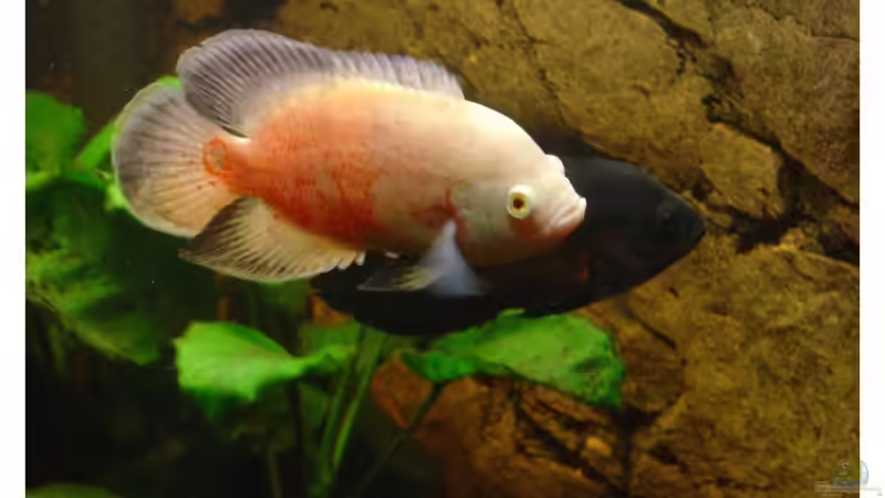 Besatz im Aquarium Fluval Venezia 350 von Tobias Meyer (13)