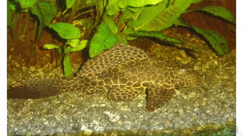 Besatz im Aquarium Fluval Venezia 350 von Tobias Meyer (15)