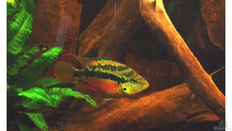 Besatz im Aquarium Fluval Venezia 350 von Tobias Meyer (16)