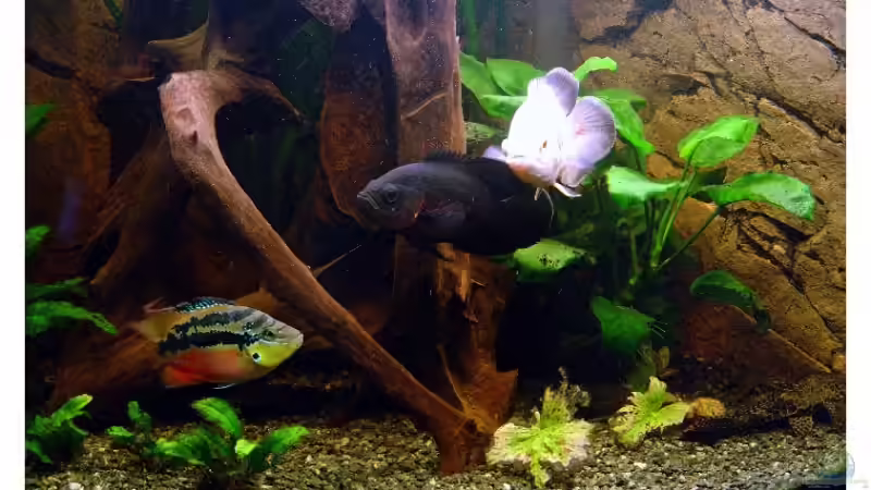 Besatz im Aquarium Fluval Venezia 350 von Tobias Meyer (8)