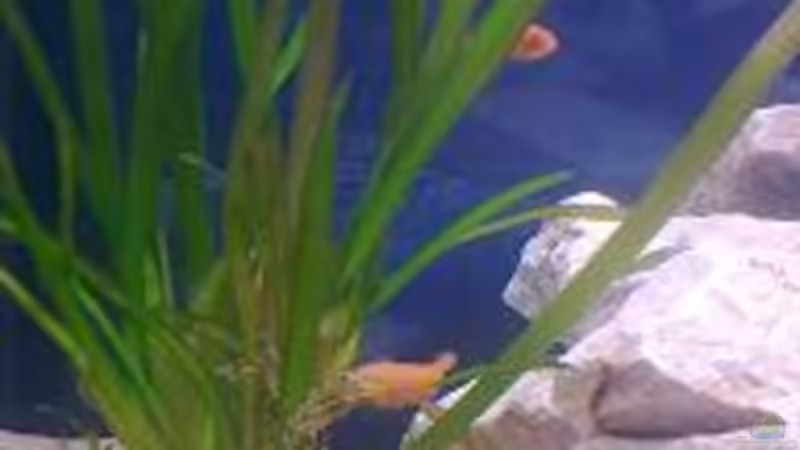 Besatz im Aquarium Fluval Venezia Eckaquarium von Malawi0611 (8)