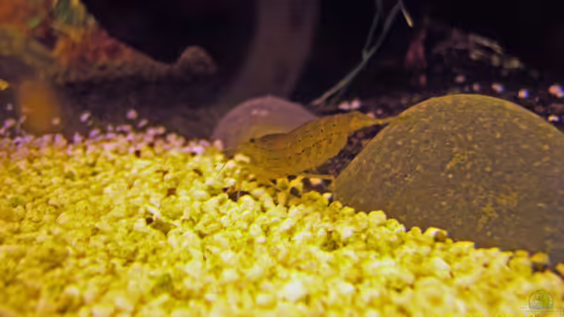 Besatz im Aquarium Fluval Venezia von basshammer (3)