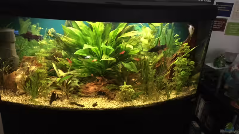 Besatz im Aquarium fluval vicenza 260 von Flo (14)