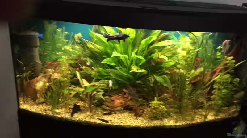 Besatz im Aquarium fluval vicenza 260 von Flo (15)