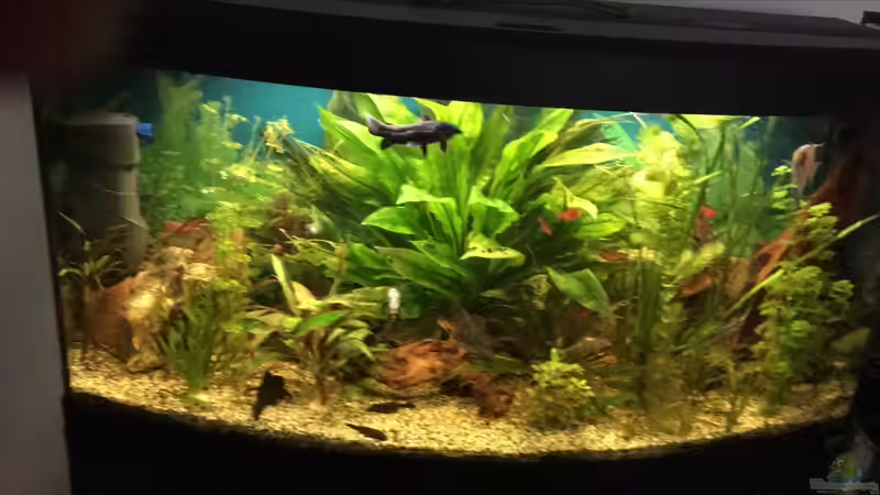 Besatz im Aquarium fluval vicenza 260 von Flo (17)