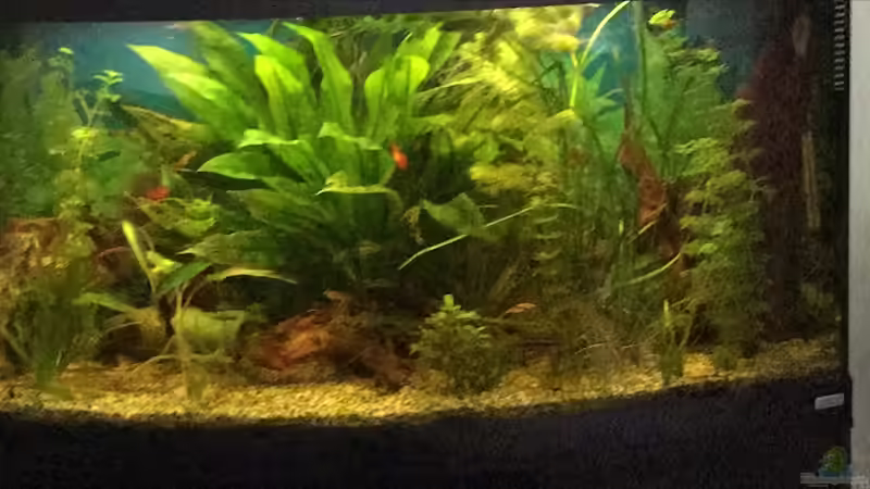 Besatz im Aquarium fluval vicenza 260 von Flo (18)