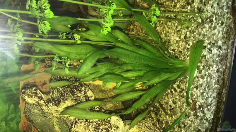 Besatz im Aquarium fluval vicenza 260 von Flo (20)