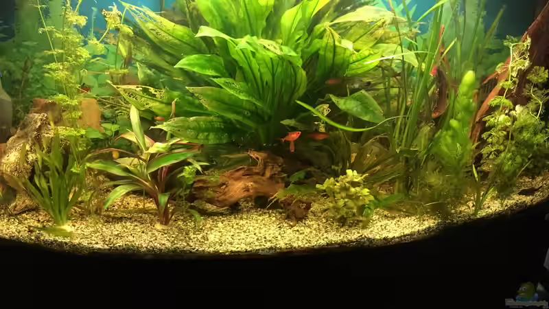 Besatz im Aquarium fluval vicenza 260 von Flo (21)