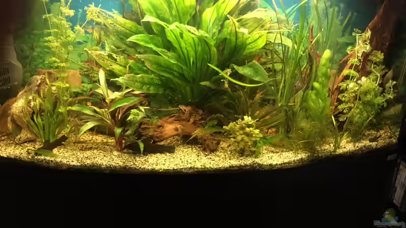 Besatz im Aquarium fluval vicenza 260 von Flo (23)