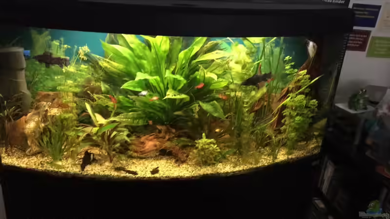 Besatz im Aquarium fluval vicenza 260 von Flo (24)