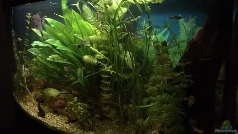 Besatz im Aquarium fluval vicenza 260 von Flo (25)