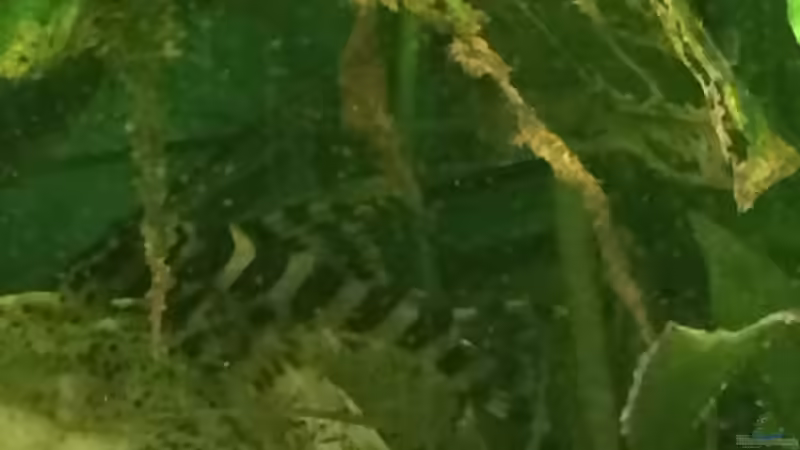 Besatz im Aquarium fluval vicenza 260 von Flo (27)