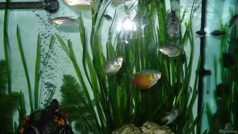 Besatz im Aquarium Fluval von switchy66 (6)