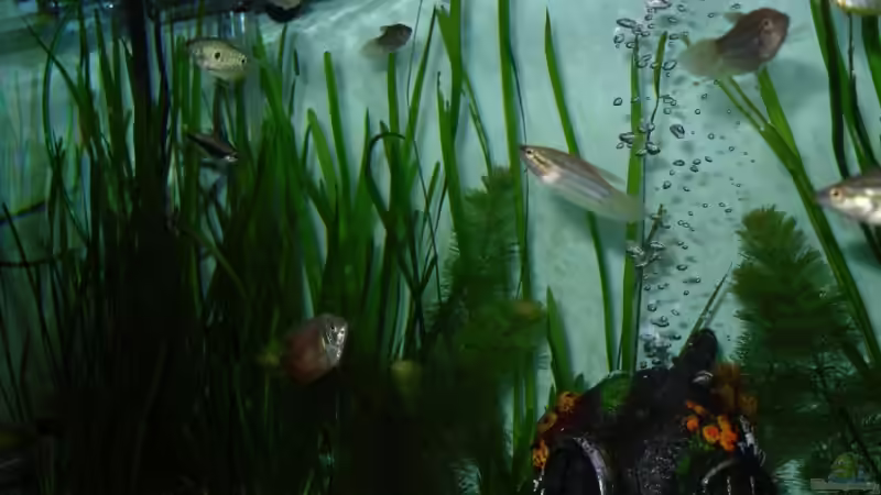 Besatz im Aquarium Fluval von switchy66 (7)