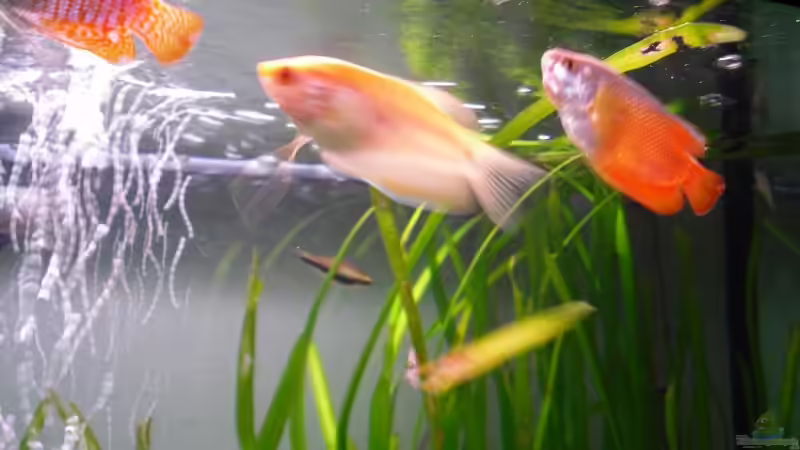 Besatz im Aquarium Fluval von switchy66 (9)