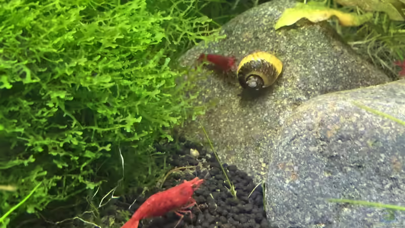 Besatz im Aquarium Forgotten River von DavidK31 (12)