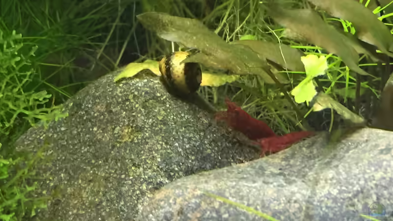 Besatz im Aquarium Forgotten River von DavidK31 (14)