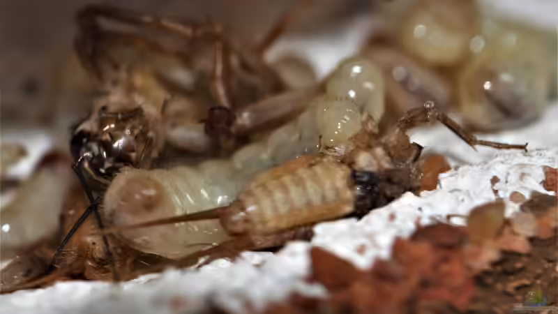 Besatz im Aquarium Formicarium für Bulldoggenameisen von Traum-Hobby.de (11)