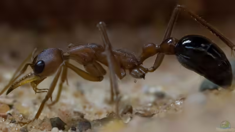 Besatz im Aquarium Formicarium für Bulldoggenameisen von Traum-Hobby.de (8)