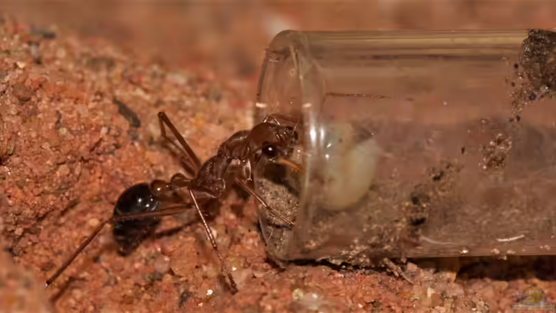Besatz im Aquarium Formicarium für Bulldoggenameisen von Traum-Hobby.de (9)