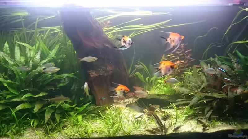 Besatz im Aquarium Frisch ans Werk ! von Reticulata (6)