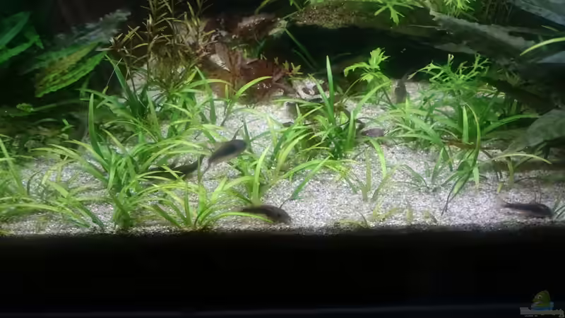 Besatz im Aquarium Frisch ans Werk ! von Reticulata (8)