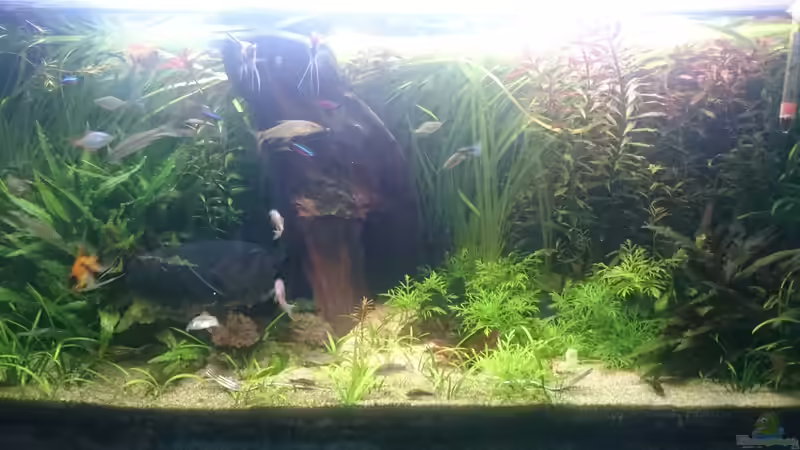 Besatz im Aquarium Frisch ans Werk ! von Reticulata (9)
