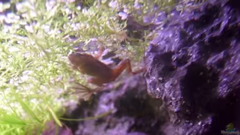 Besatz im Aquarium Frogtopia von Lisa. (13)