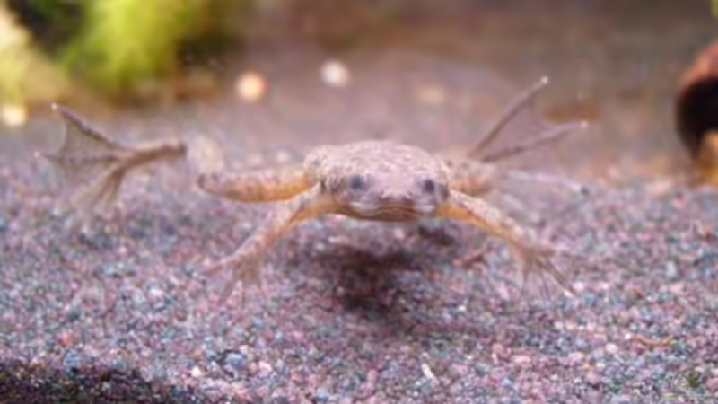 Besatz im Aquarium Frogtopia von Lisa. (17)