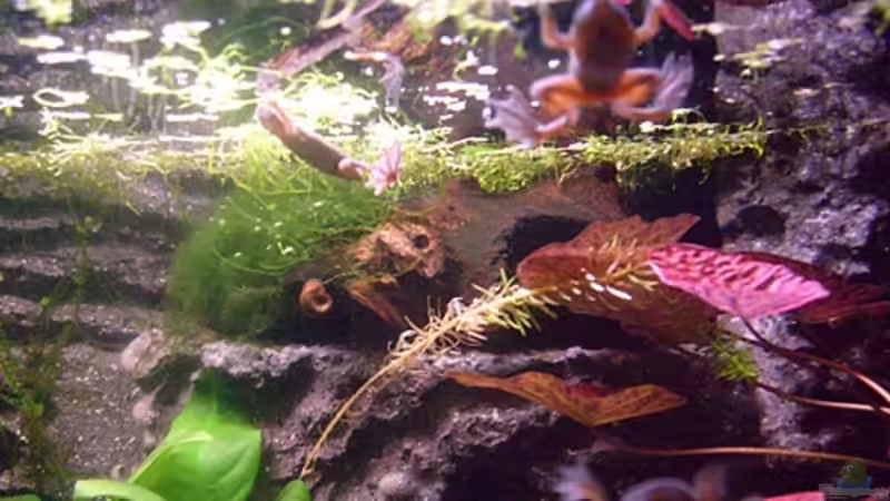 Besatz im Aquarium Frogtopia von Lisa. (18)