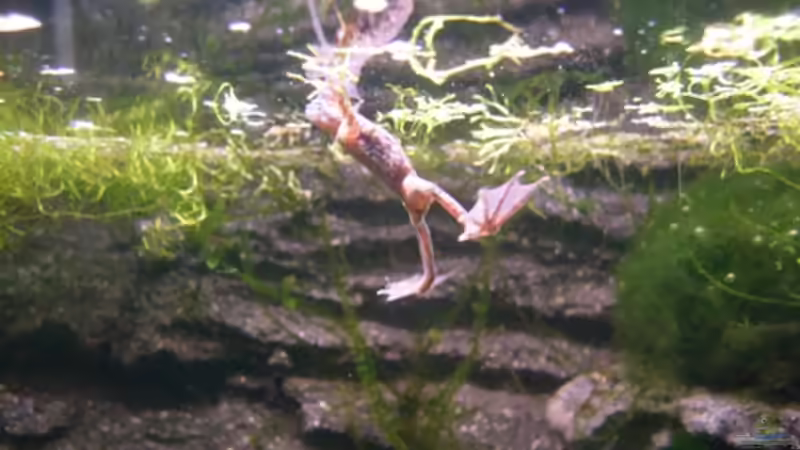 Besatz im Aquarium Frogtopia von Lisa. (19)