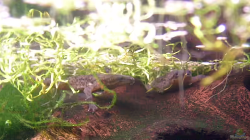 Besatz im Aquarium Frogtopia von Lisa. (20)