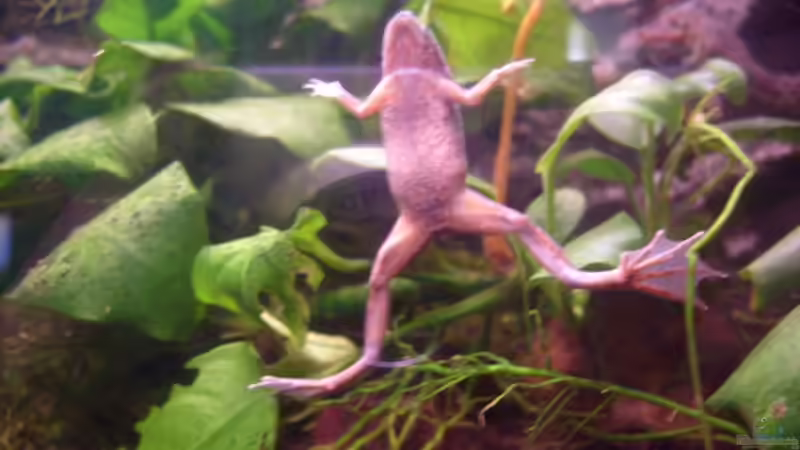 Besatz im Aquarium Frogtopia von Lisa. (22)