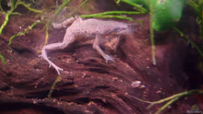 Besatz im Aquarium Frogtopia von Lisa. (25)