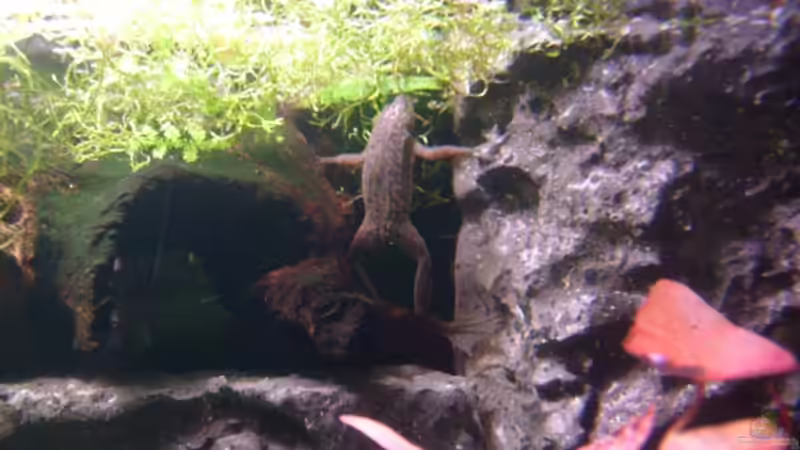 Besatz im Aquarium Frogtopia von Lisa. (26)