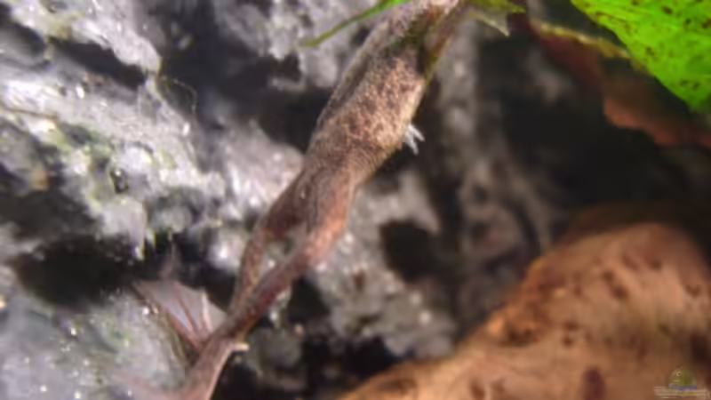 Besatz im Aquarium Frogtopia von Lisa. (27)