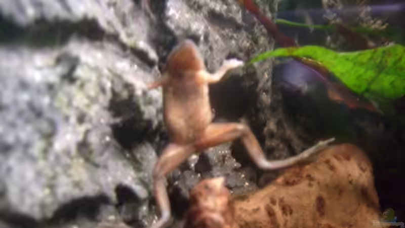Besatz im Aquarium Frogtopia von Lisa. (29)