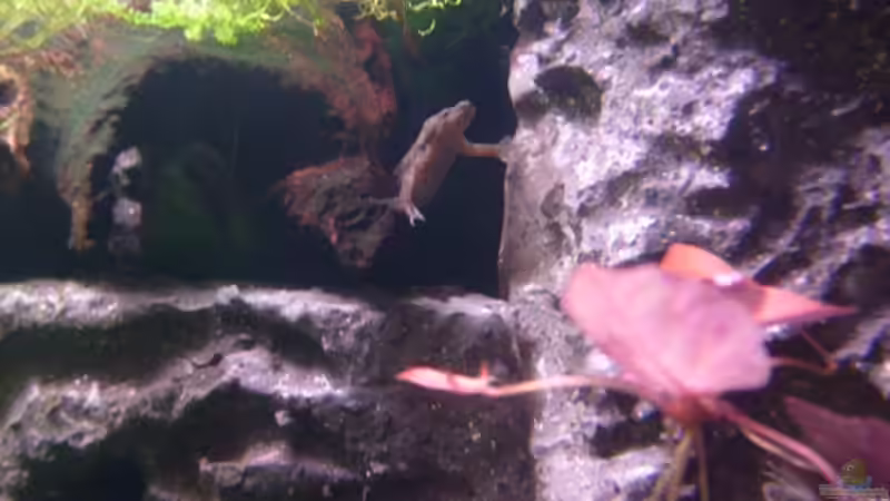 Besatz im Aquarium Frogtopia von Lisa. (30)