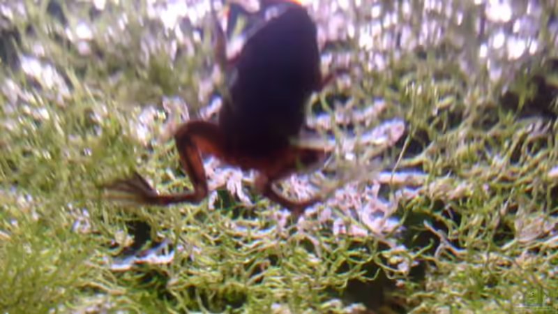 Besatz im Aquarium Frogtopia von Lisa. (31)