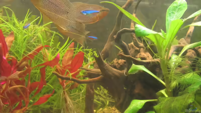 Besatz im Aquarium From Sterilistation back to Nature von Mofafi-Liebhaber (66)