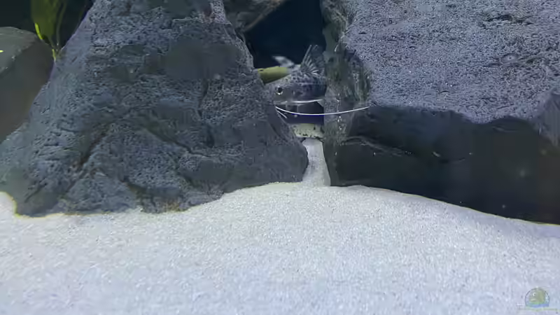 Besatz im Aquarium Frontosa Imperium von Stefan B (10)