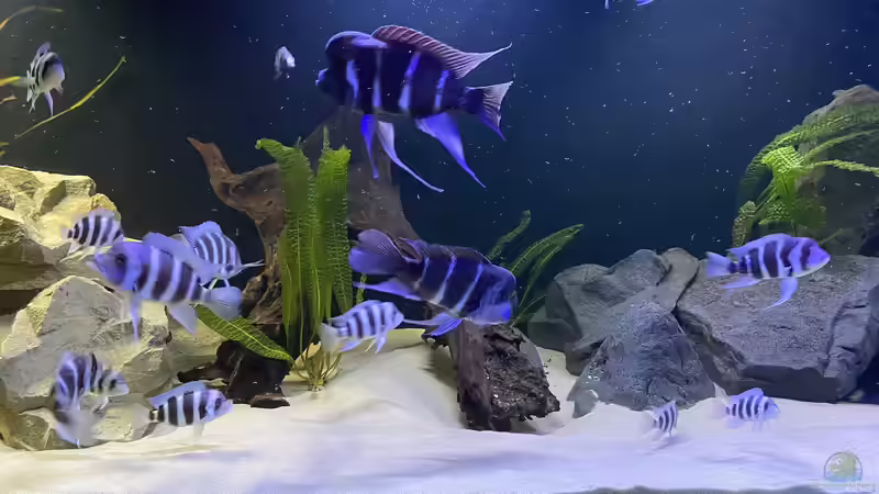 Besatz im Aquarium Frontosa Imperium von Stefan B (12)