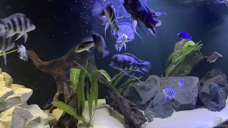 Besatz im Aquarium Frontosa Imperium von Stefan B (14)