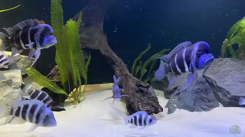 Besatz im Aquarium Frontosa Imperium von Stefan B (8)