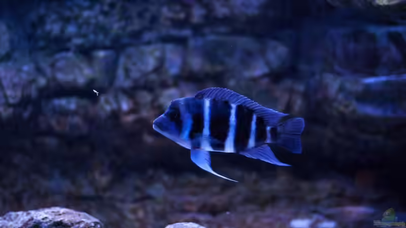 Besatz im Aquarium Frontosa von Christian V (19)