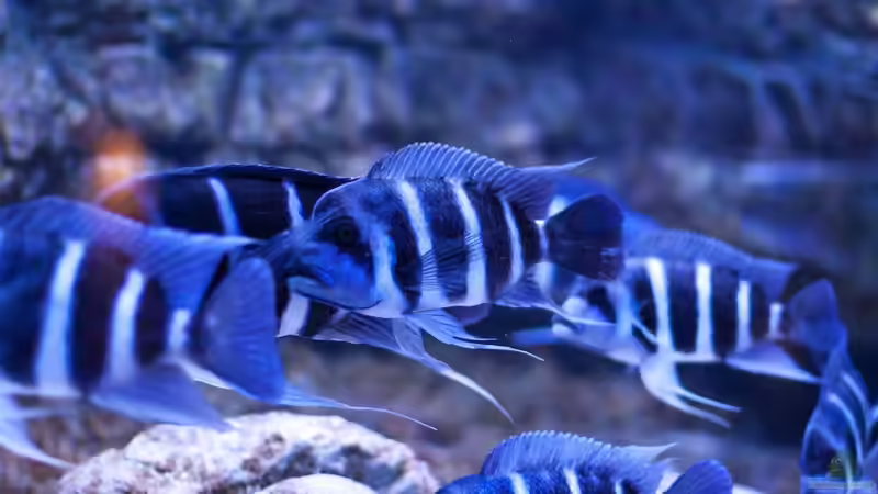 Besatz im Aquarium Frontosa von Christian V (21)