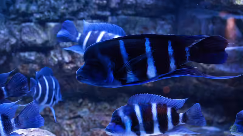 Besatz im Aquarium Frontosa von Christian V (23)