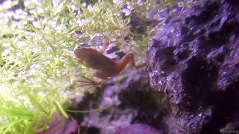 Besatz im Aquarium Froschgrotte von LaEy (12)