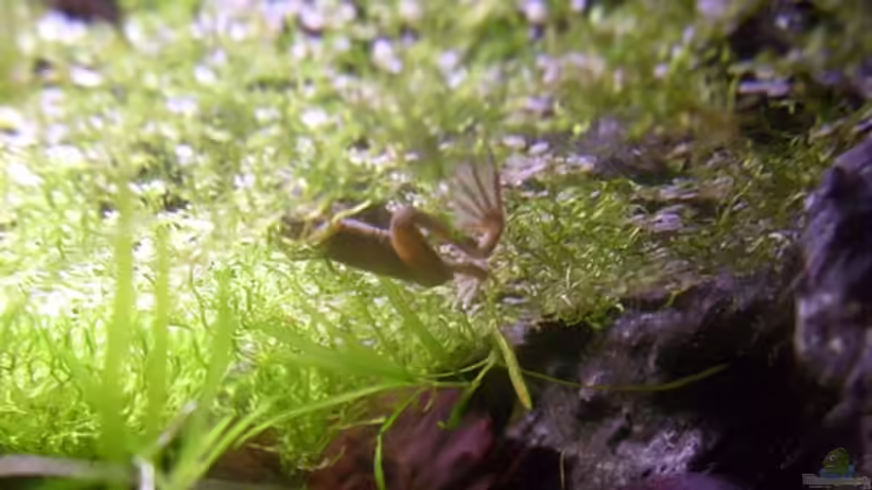 Besatz im Aquarium Froschgrotte von LaEy (14)